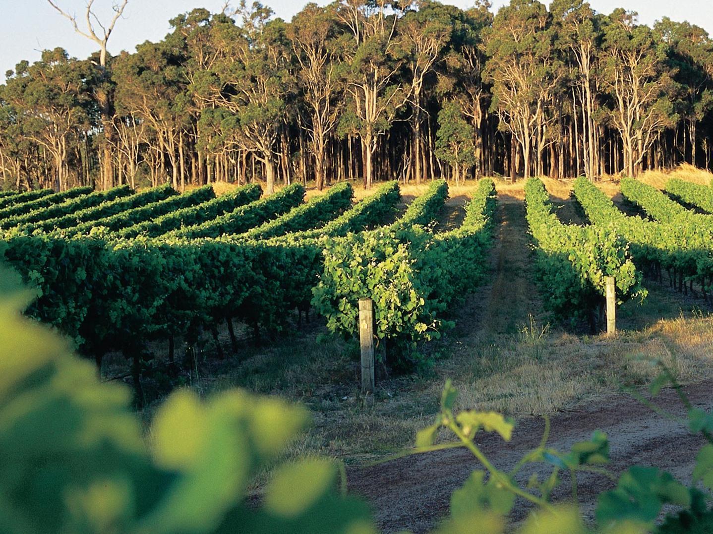 Central Avenue Apartments Margaret River Екстериор снимка